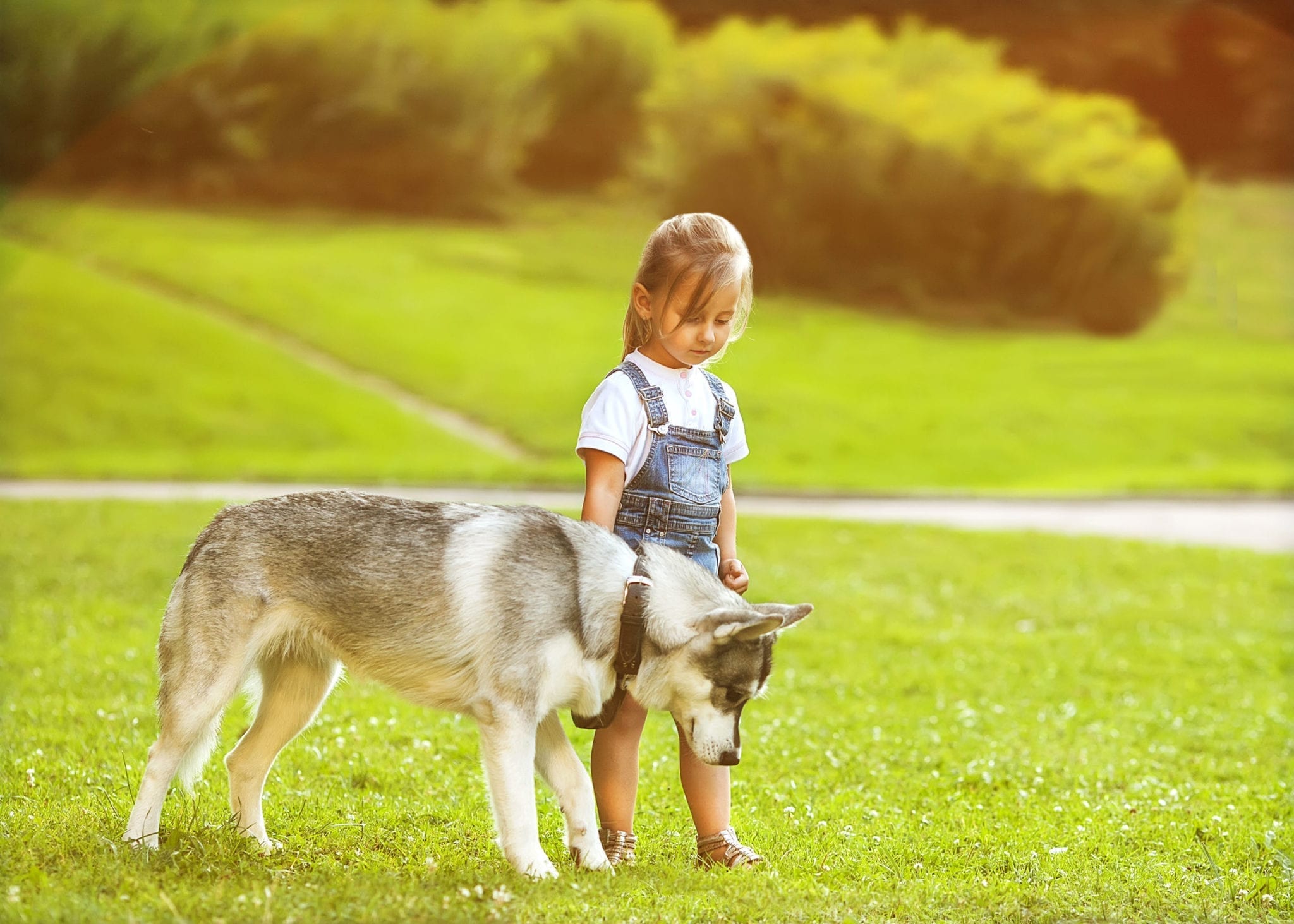 How to Teach Kids Safe Behavior around Dogs
