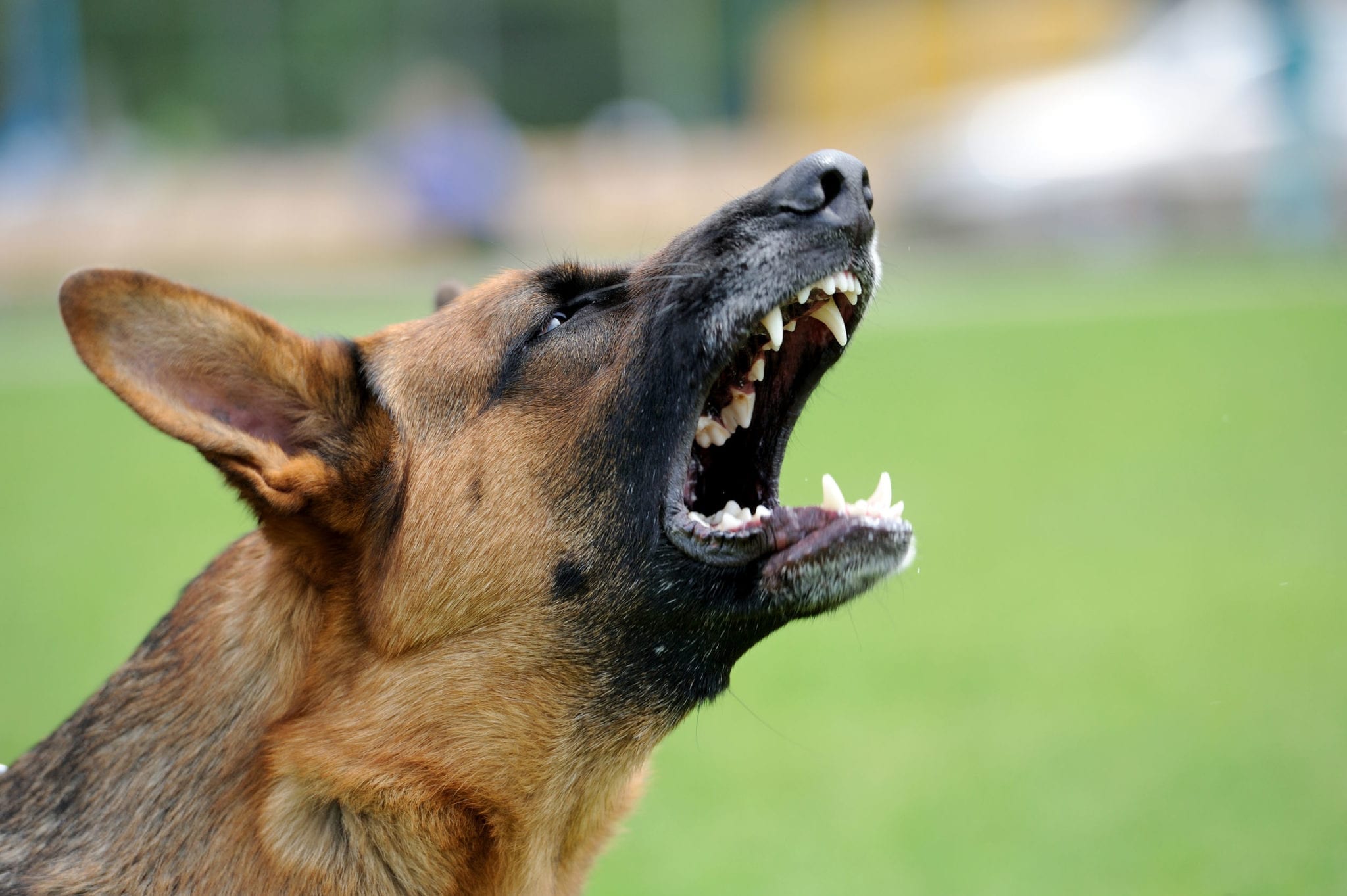 What You Need to Know about Florida Dog Bite Laws