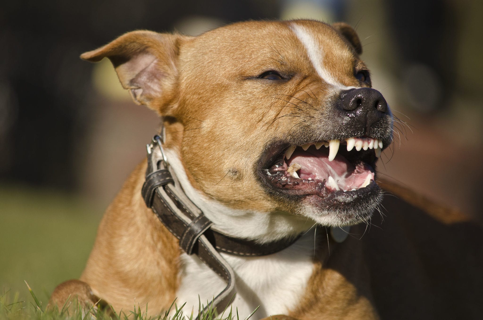Study Shows Florida Dog Bite Claims Average Nearly $44k!
