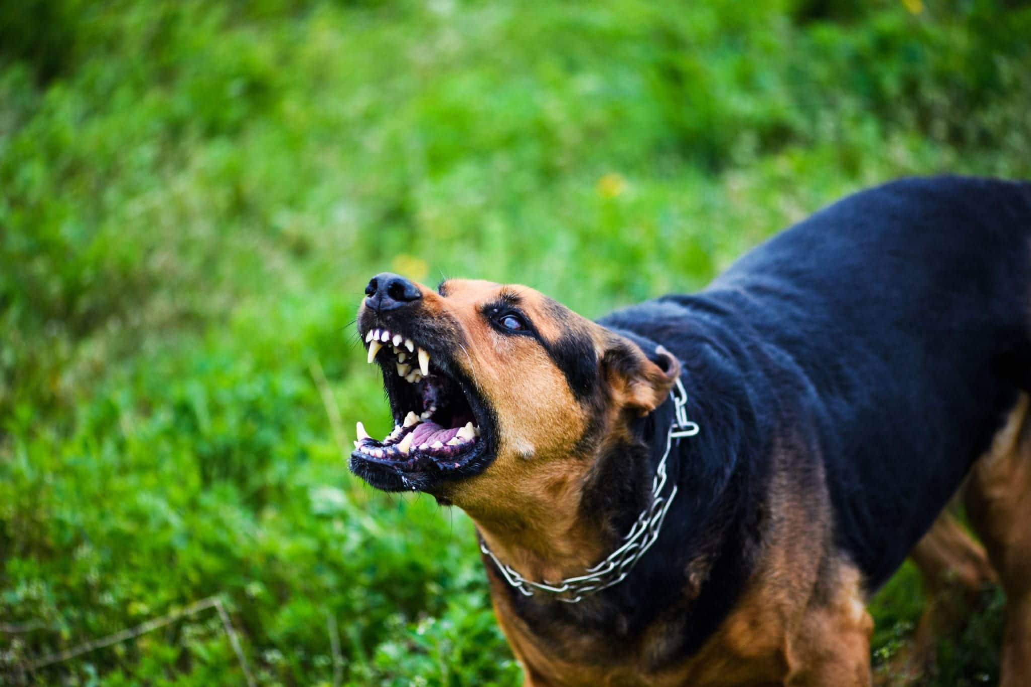 Florida Dog Bite Rules: When a Dog Attacks You Unprovoked