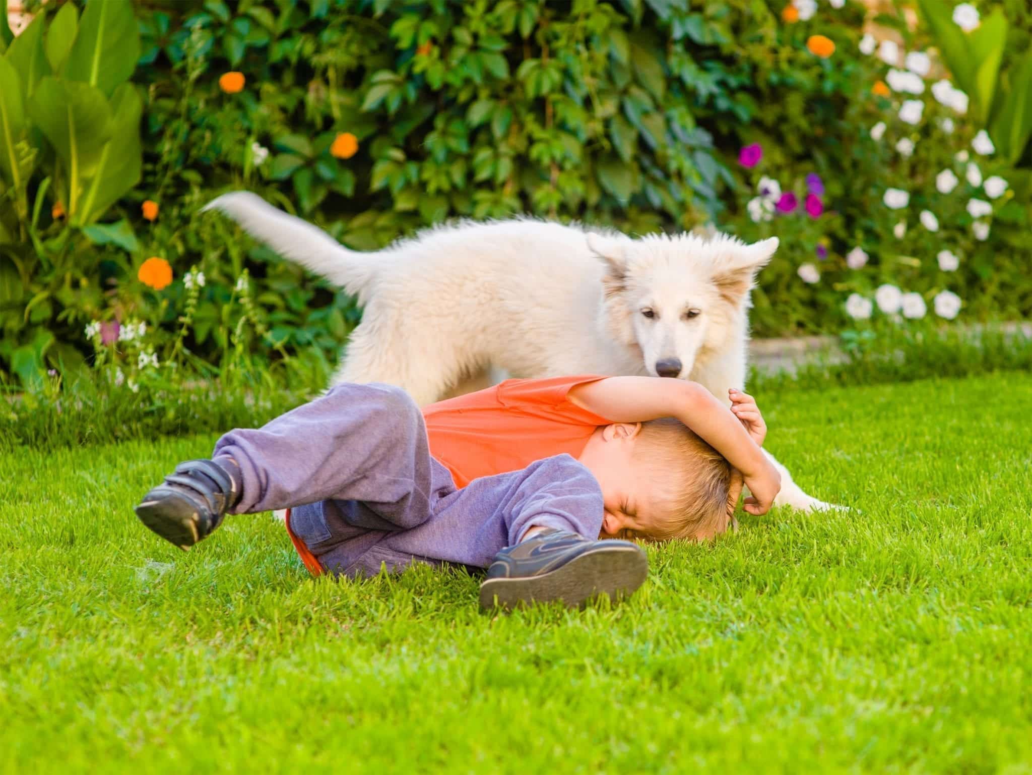 If Your Child Is Attacked By a Dog or Wild Animal